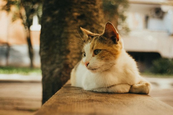 Verführerische Delikatesse: Entdecke das Geheimnis einer exquisiten Cognac-Entenleber-Pâté à la française